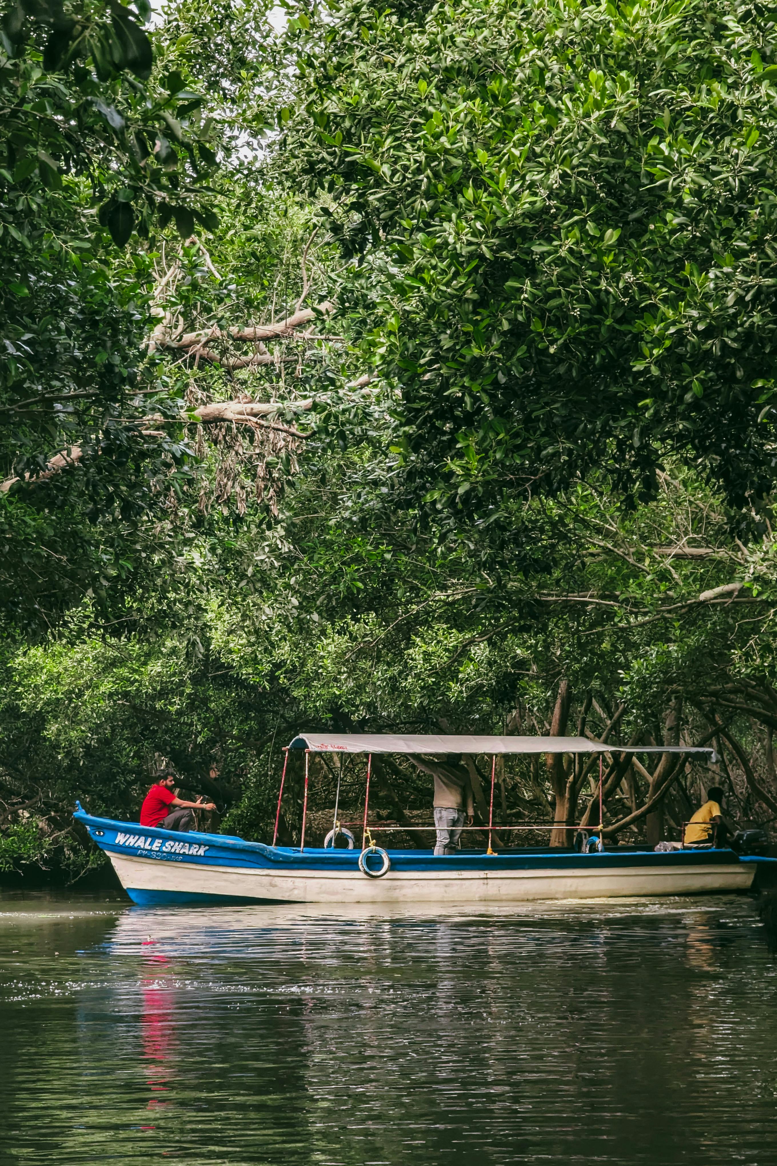 Madu Ganga River Safari - Mangrove tunnels and cinnamon islands
