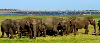 Minneriya National Park: Witness The Gathering