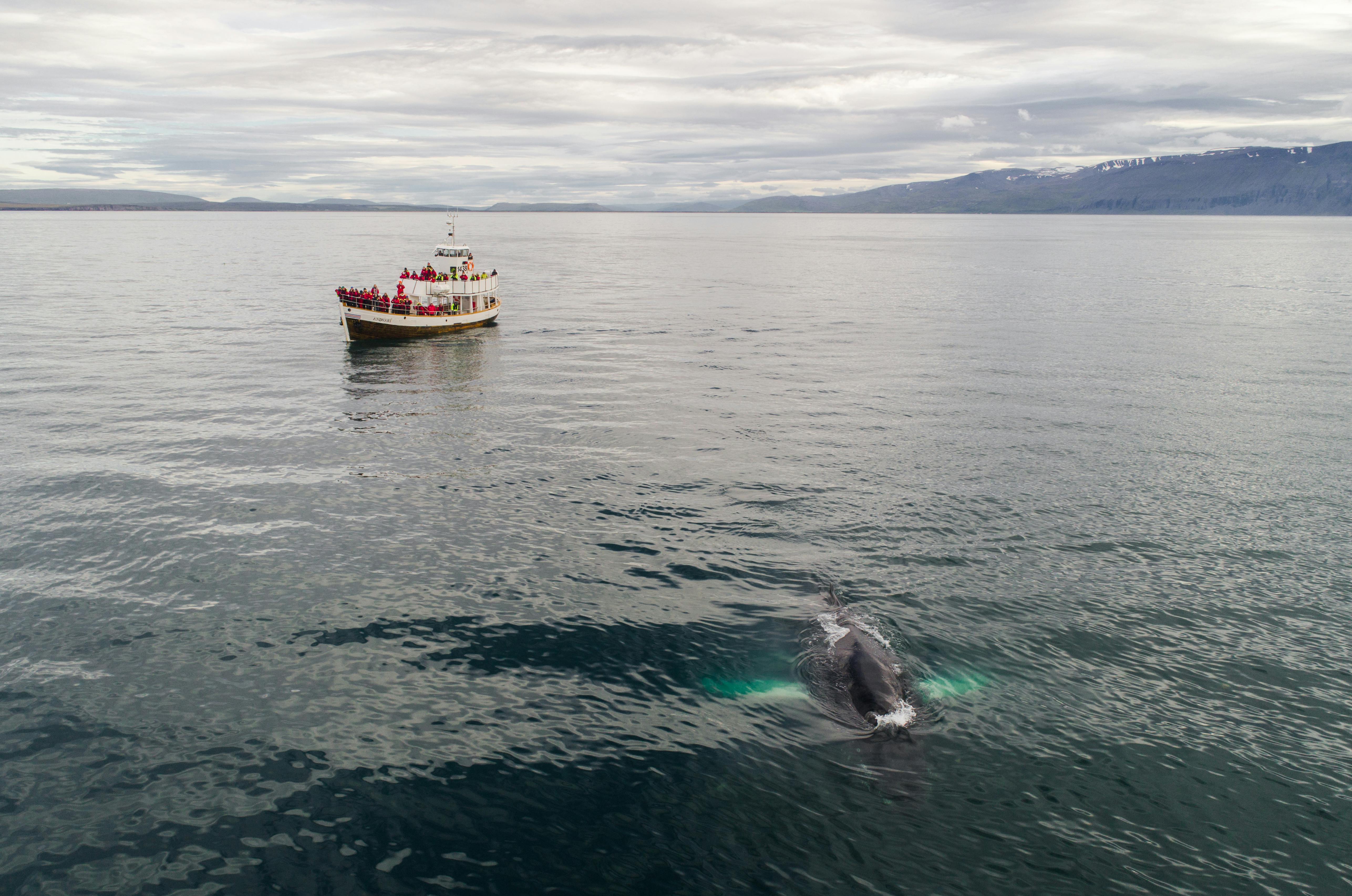 Trincomalee Whale & Dolphin Safari - Sri Lanka Tour