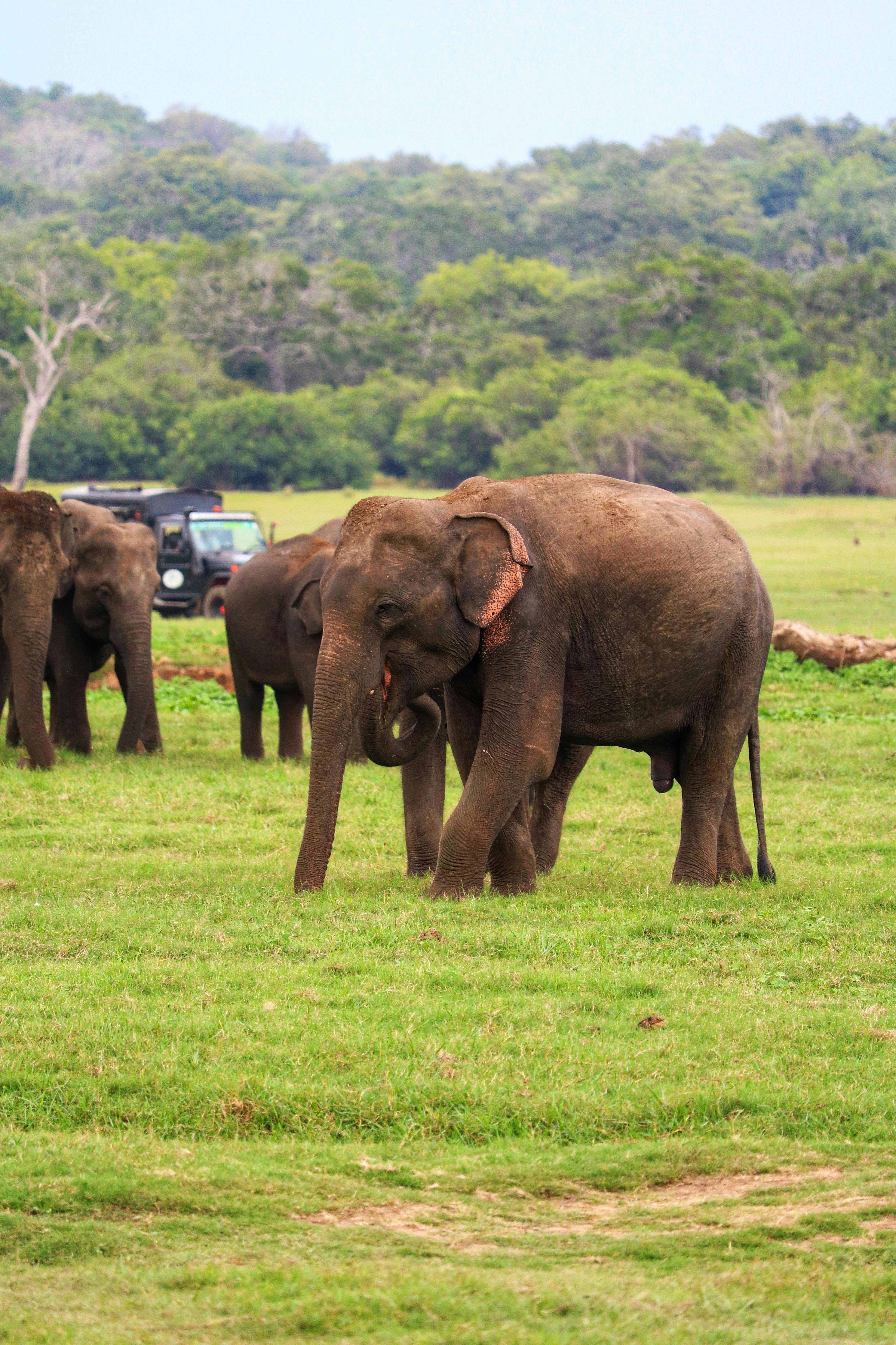 Elephant